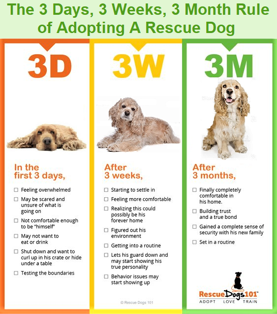 how to help newly adopted dog adjust