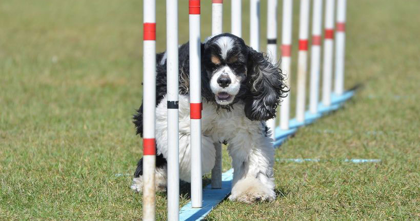 Cocker spaniel best sale house training