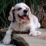 buddy.pool